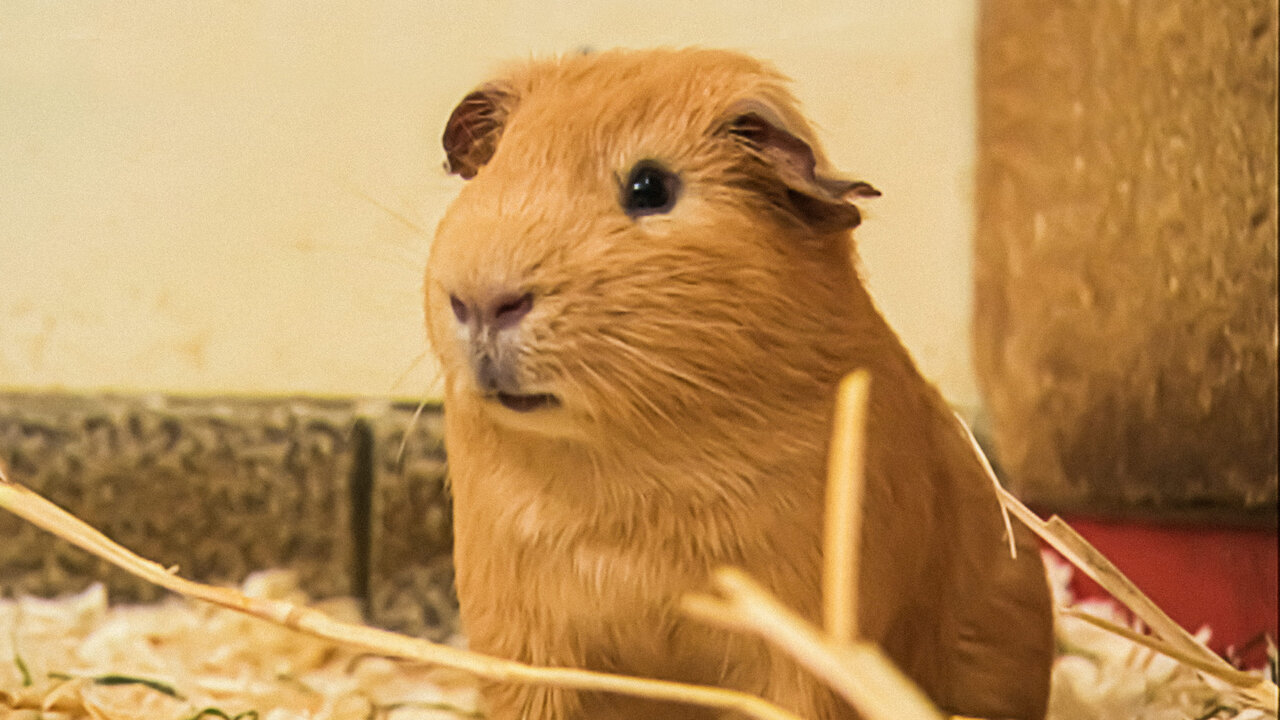Watch The Secret Lives of Guinea Pigs Netflix
